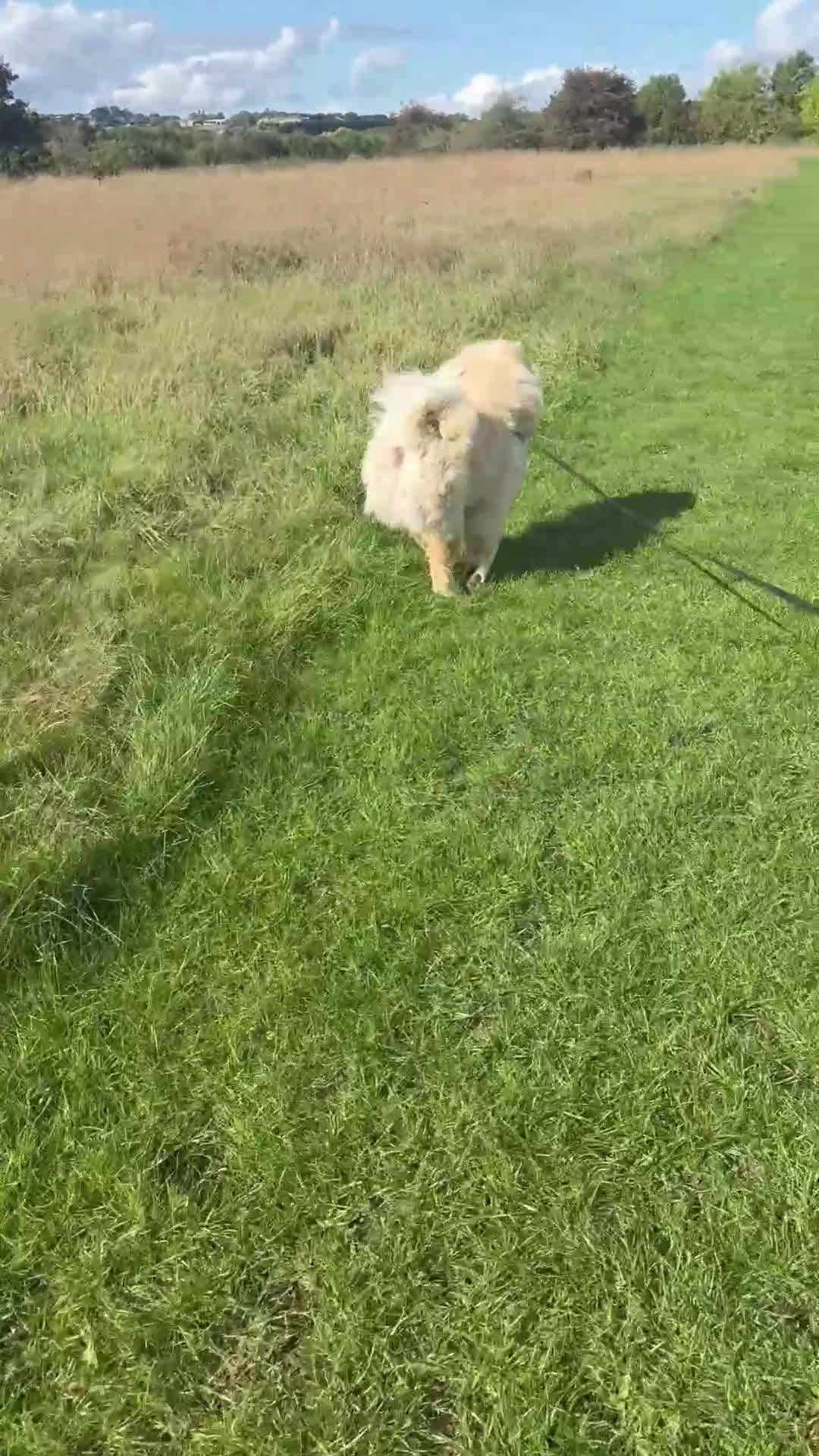 Chow Chow dogs for sale: DWKC registered male chow chow  - Video 2