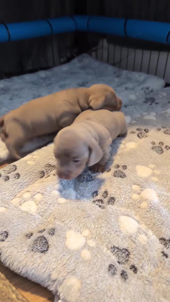 Miniature Dachshund dogs for sale: Both Gone - Video 2