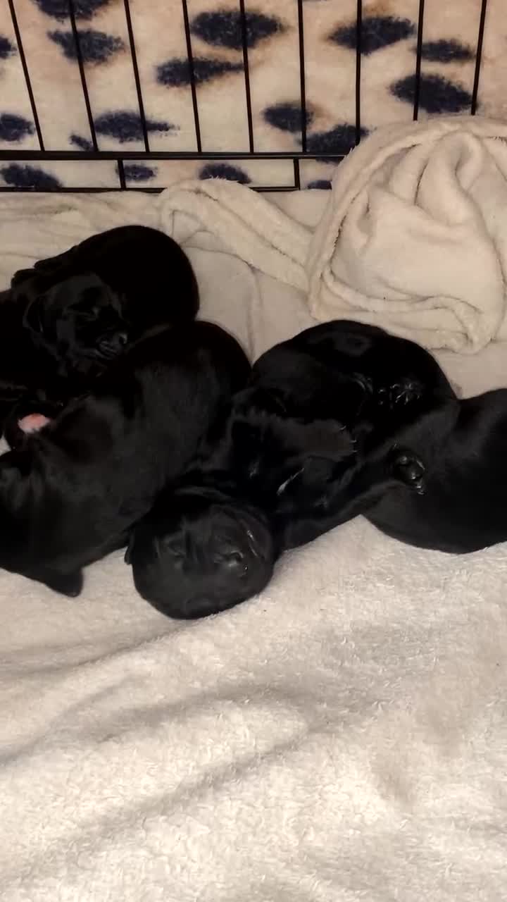 Mixed Breed dogs for sale: Beautiful pointer lab puppies!  - Video 1