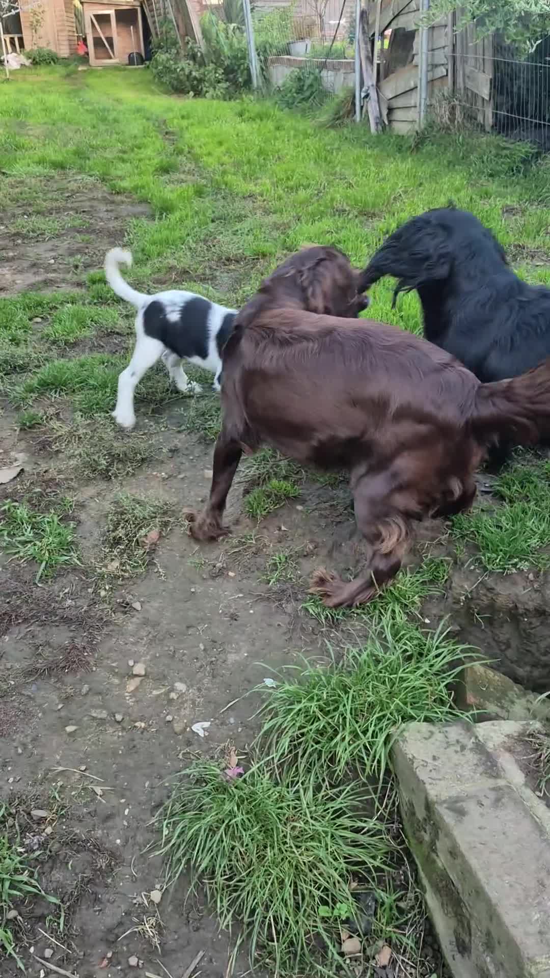 Cocker Spaniel dogs for sale: Working cocker spaniel  - Video 3