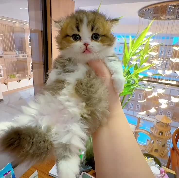 Munchkin cats for sale: Golden with white minute - Video 1