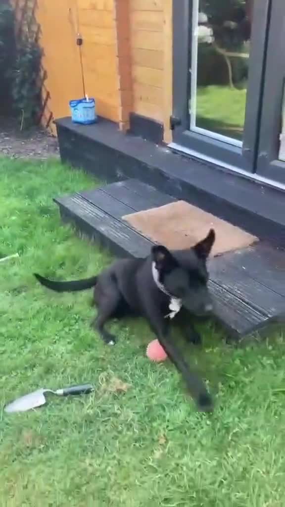 Mixed Breed dogs for adoption: Hollie needs her forever home - Video 2