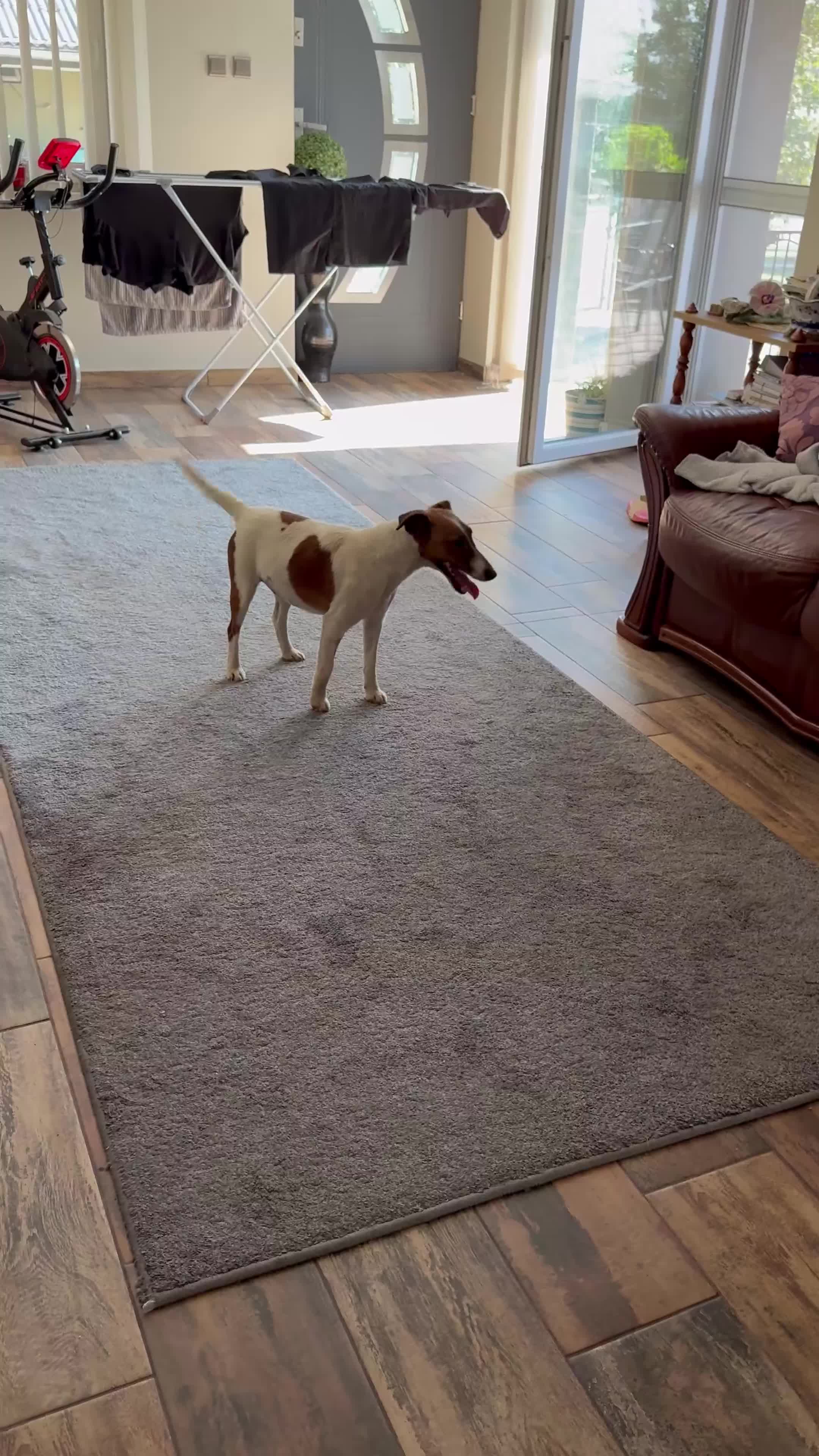 Mixed Breed dogs for adoption: Little Hugo looking for LOVE  - Video 1