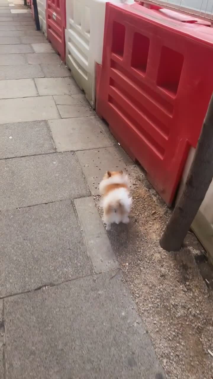 Pomeranian dogs for sale:  **  male  - Video 1