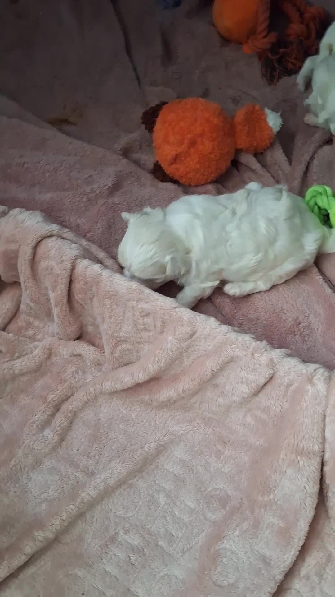 Maltese dogs for sale: Mini Maltese Puppys - Video 1