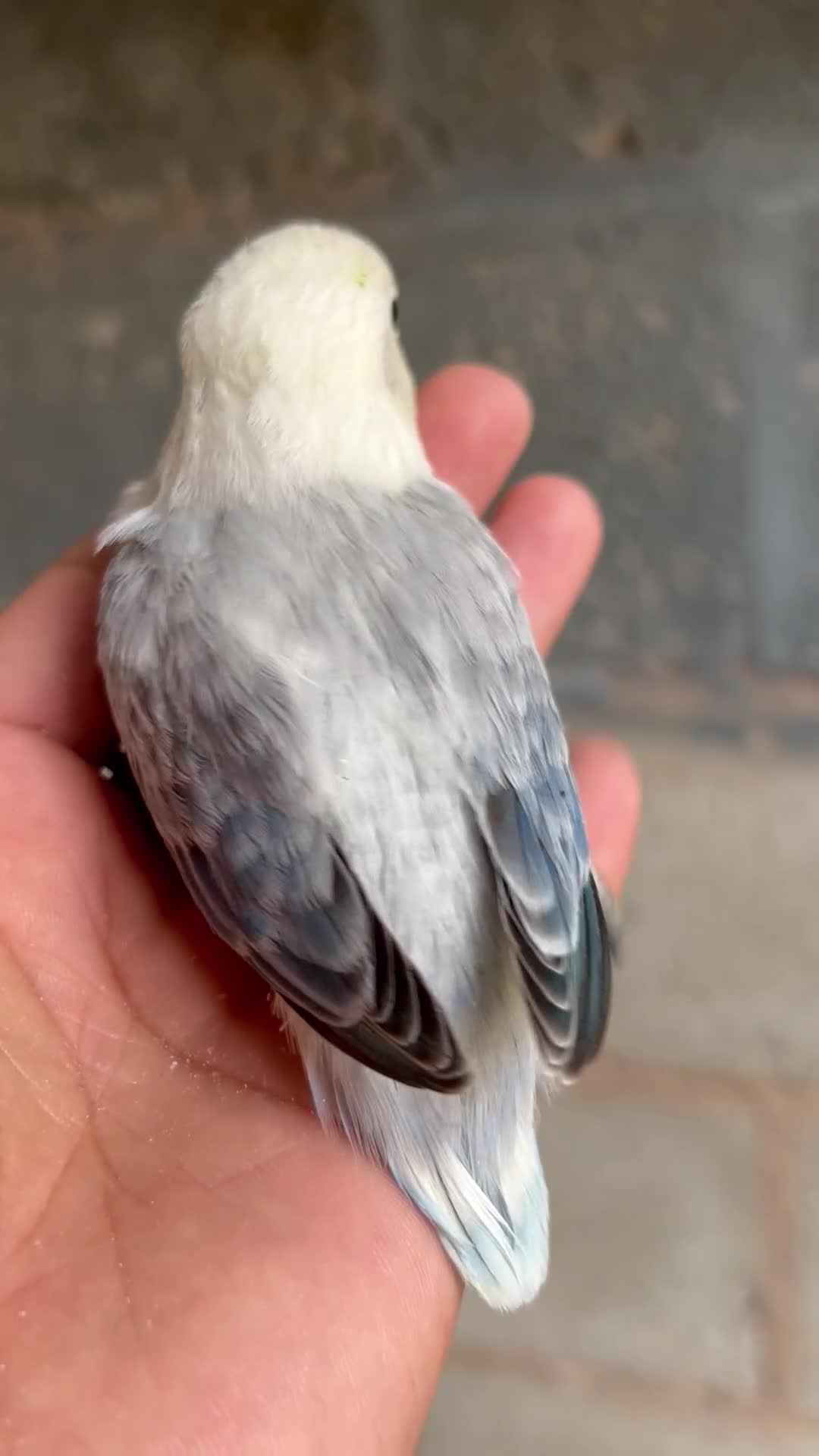 Lovebirds birds for sale: Beautiful baby and adult lovebird - Video 2