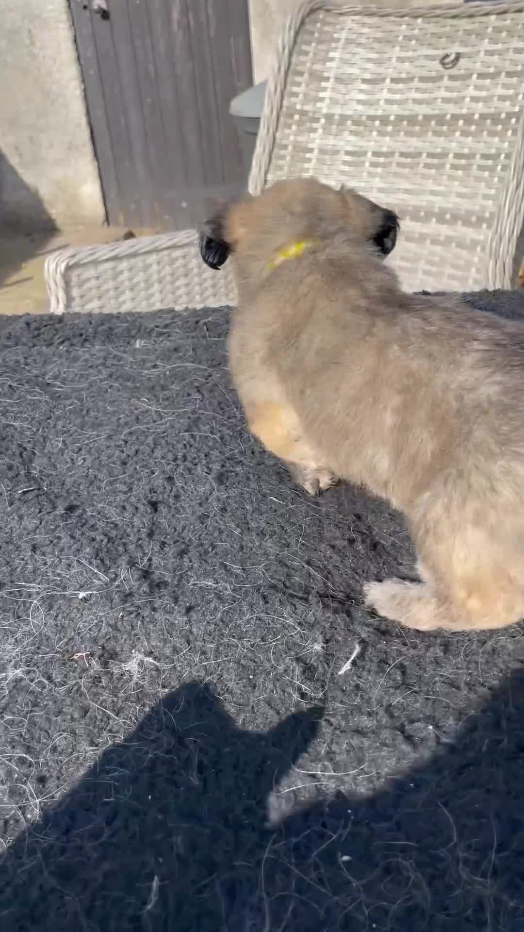 Skye Terrier dogs for sale: Skye Terrier - Video 1