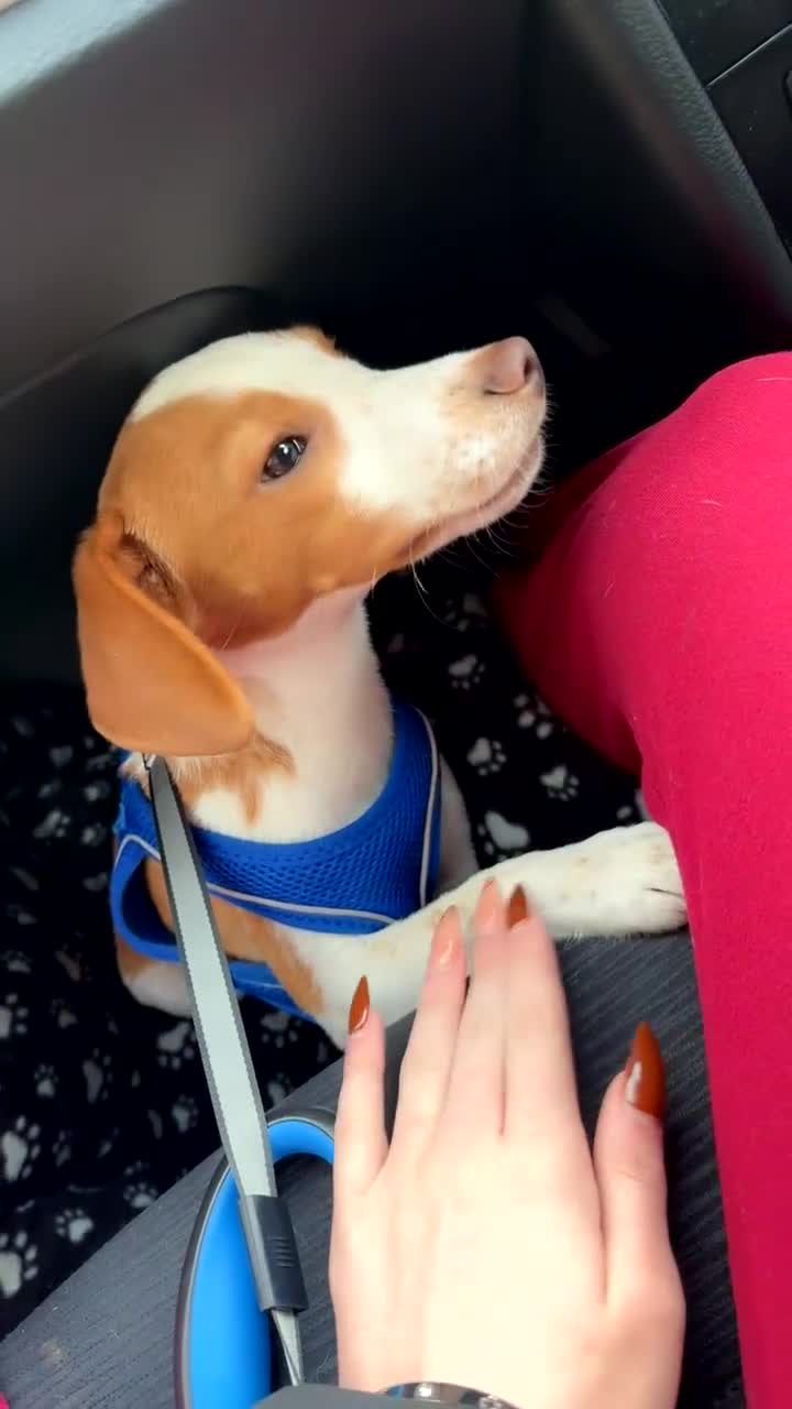 Beagle dogs for sale: full english beagle needs rehoming  in Plymouth - Video 1