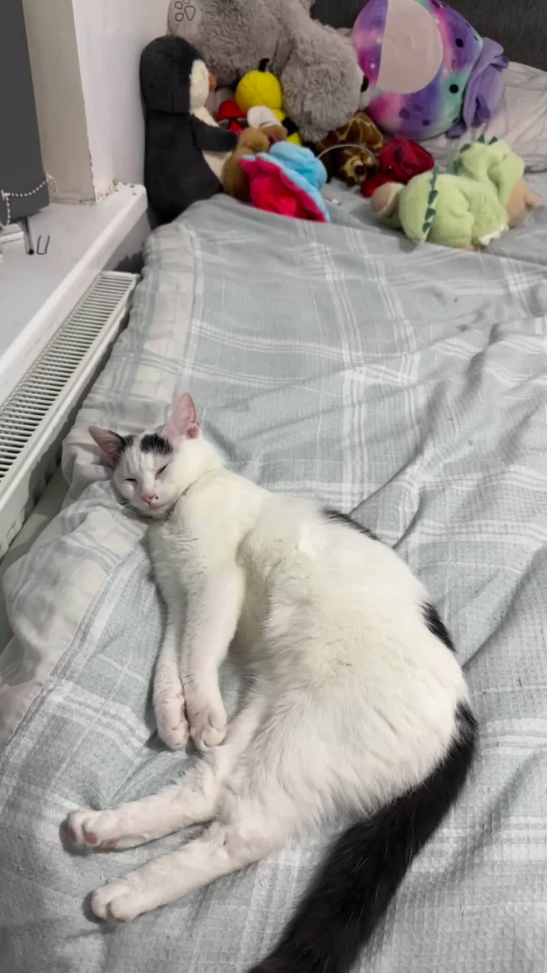 Ragdoll cats for sale: Pregnant half ragdoll cat - Video 1