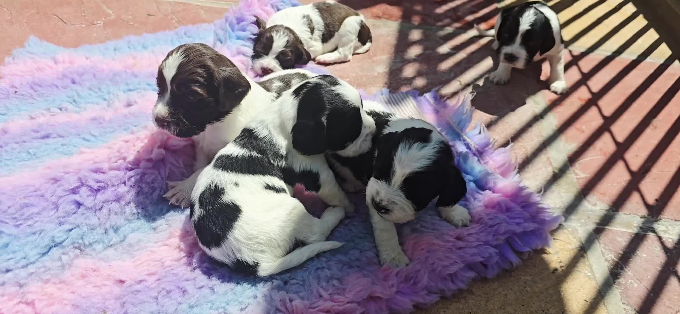 English Springer Spaniel dogs for sale: ⭐️ Ready Stunning KC DNA Vetted, home Ess Pups ⭐️ - Video 1