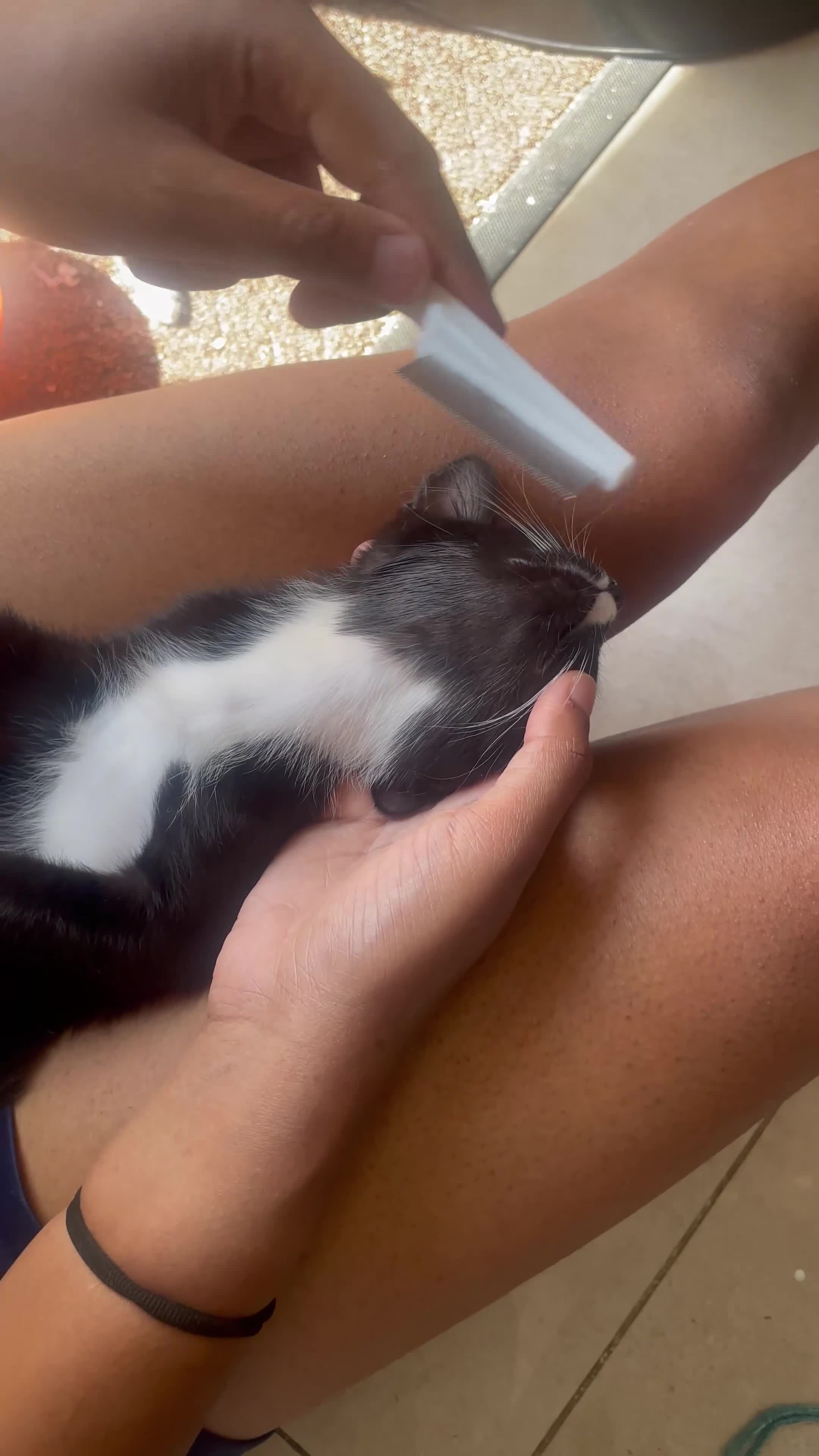Domestic Shorthair cats for sale: Three tuxes up for grabs :) - Video 1