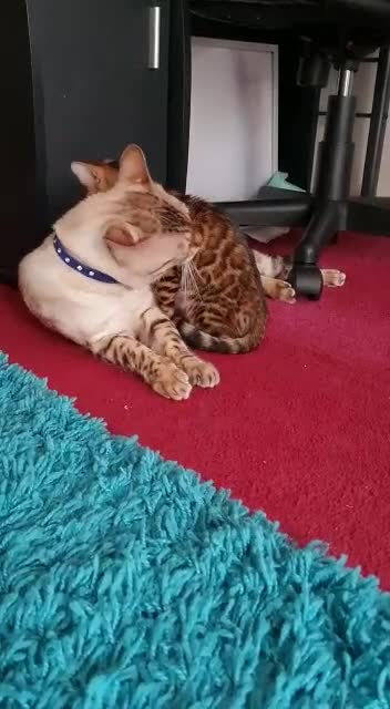 Bengal cats for sale: Lovely 4 year old bengal for rehoming in Twickenham - Video 1