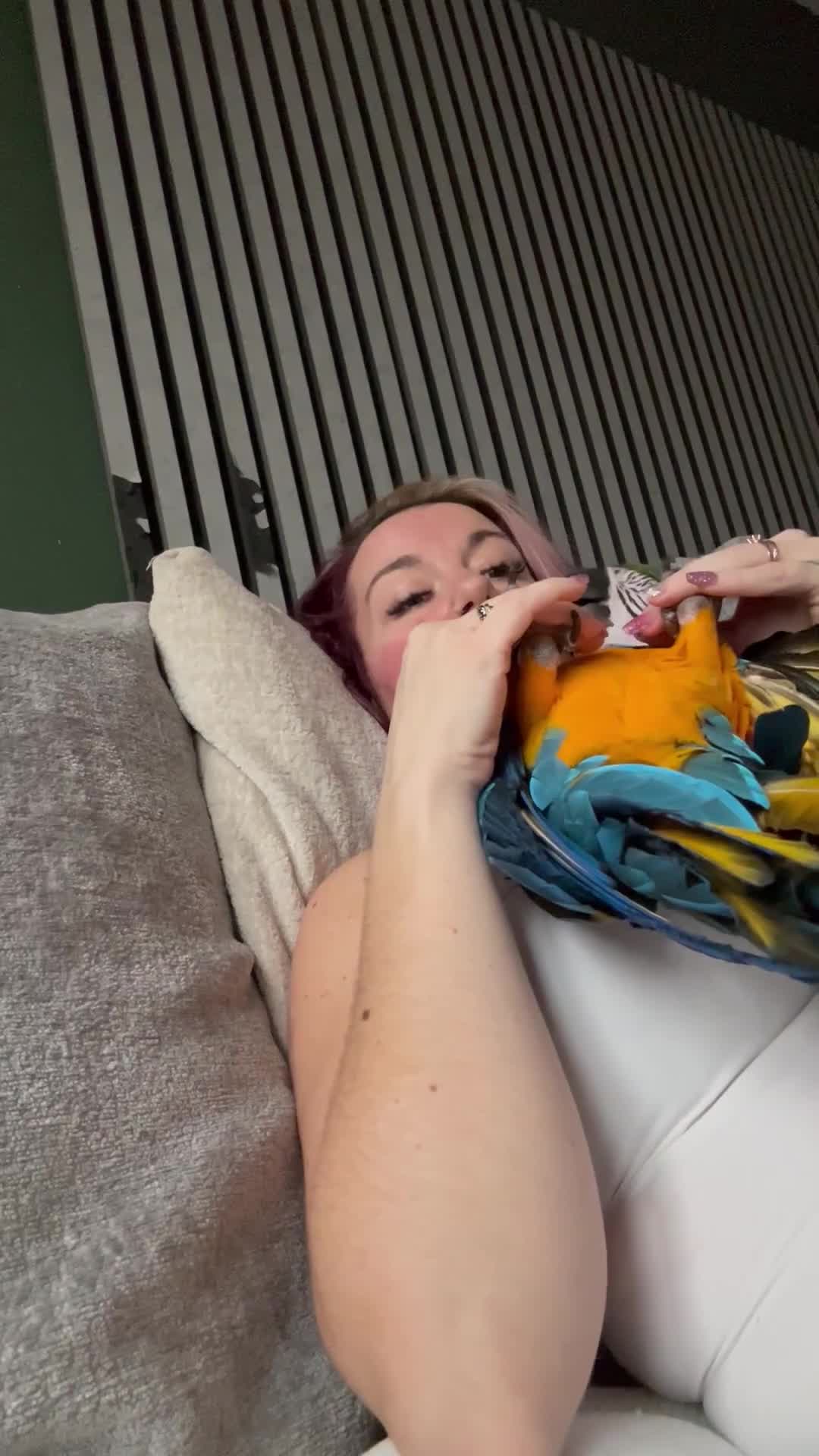 Macaws birds for sale: Macaw - Video 1