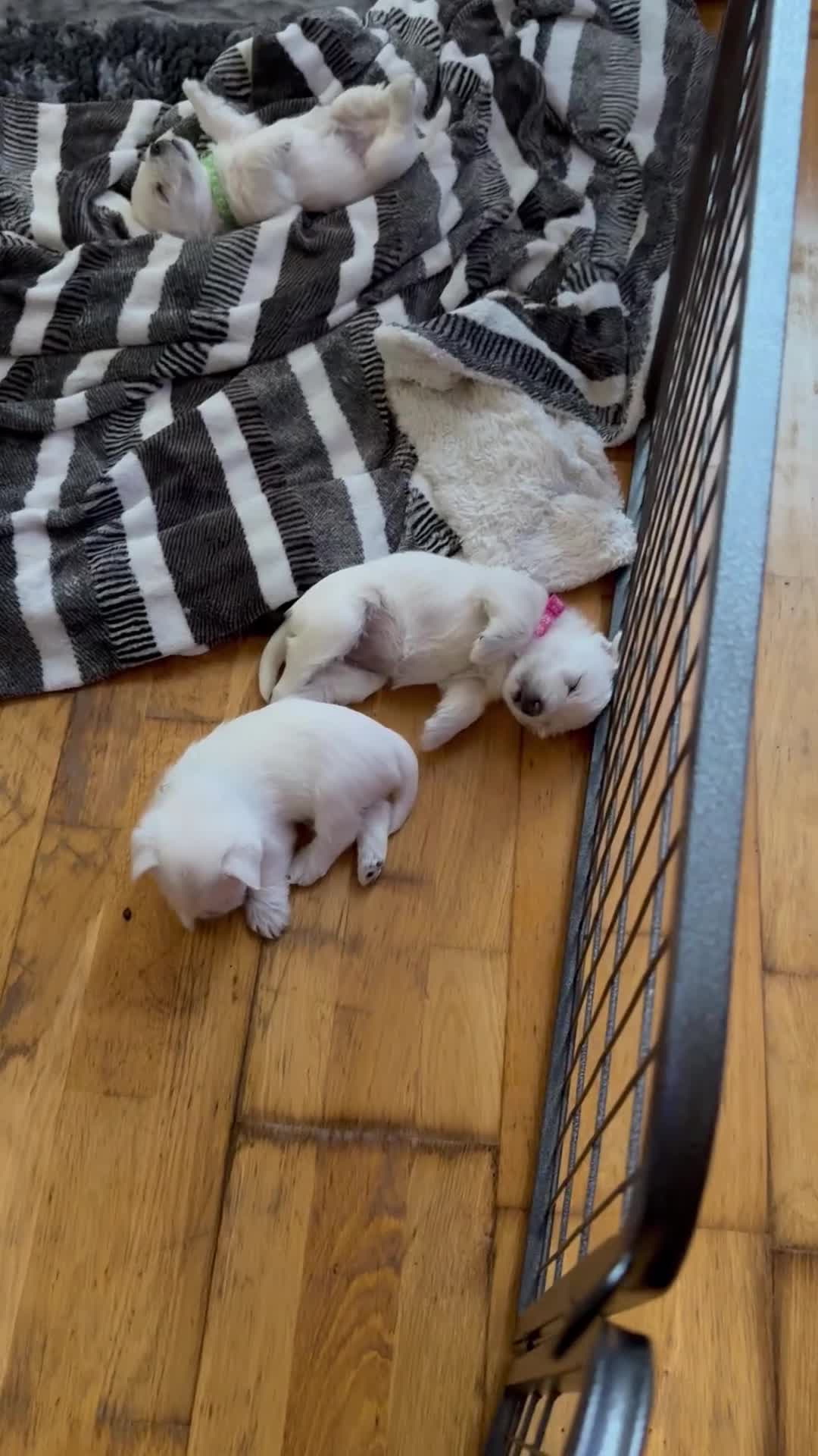 West Highland Terrier dogs for sale: Stunning Hand-Reared Westies – 4 Beautiful Boys - Video 1