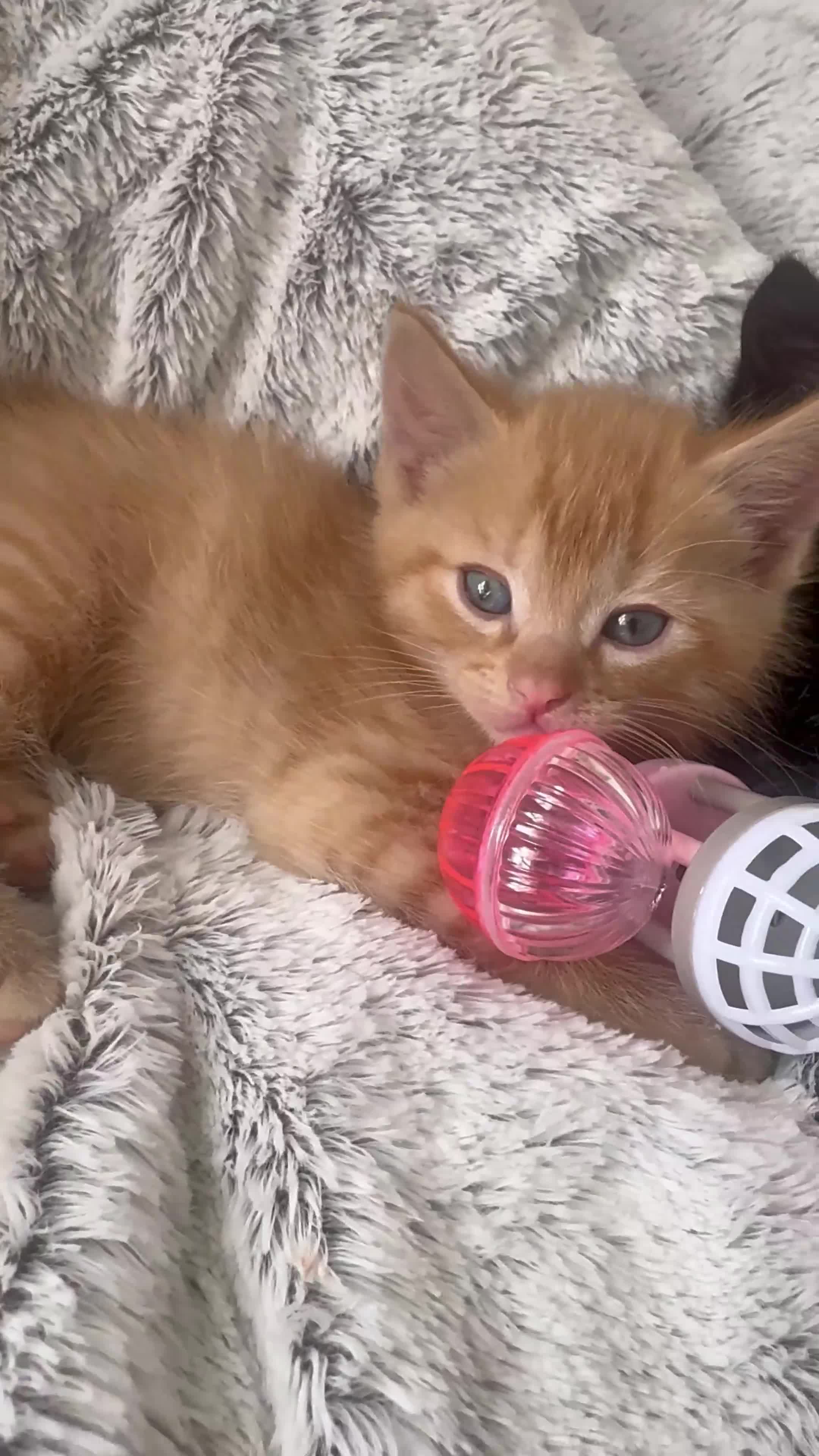 Ragdoll cats for sale: Rag doll - Video 1