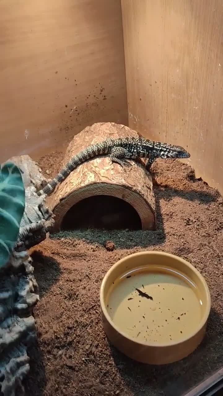 Monitor reptiles for sale: Tegu baby - Video 1
