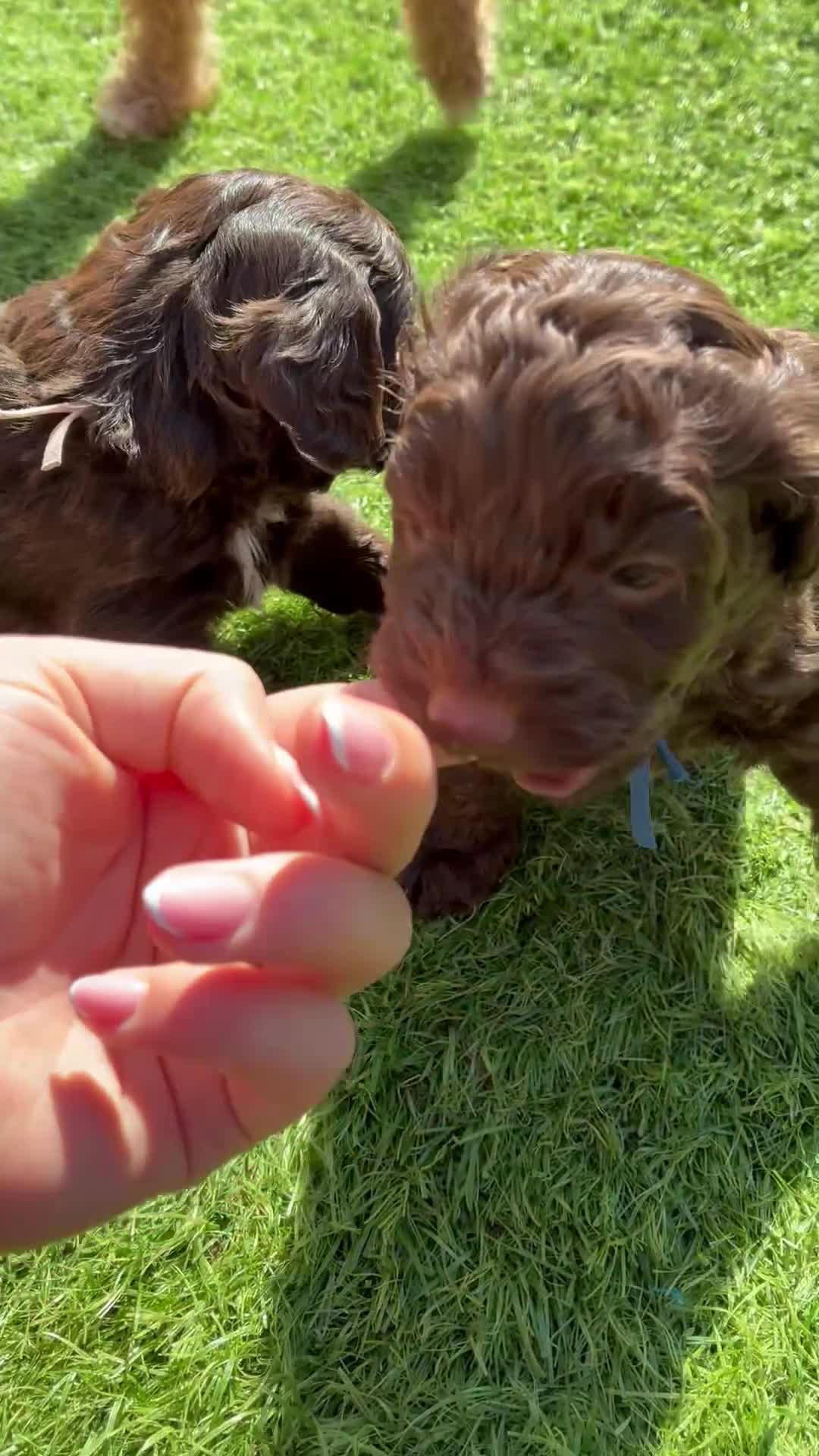 Cockapoo dogs for sale: 3 Female Gorgeous Cockapoos in Liverpool - Video 4