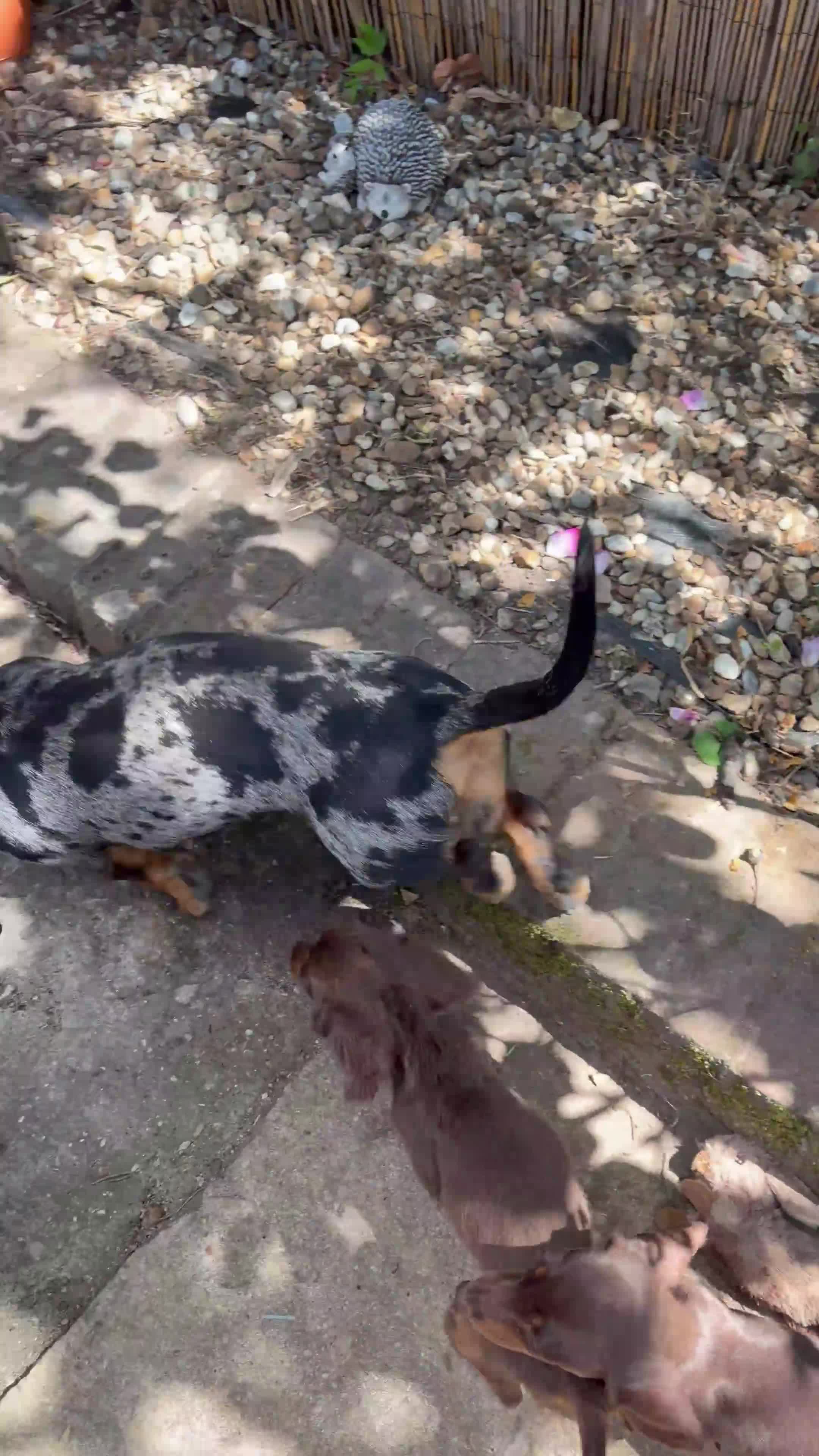 Dachshund dogs for sale: Miniature dachshund puppies for sale  - Video 1