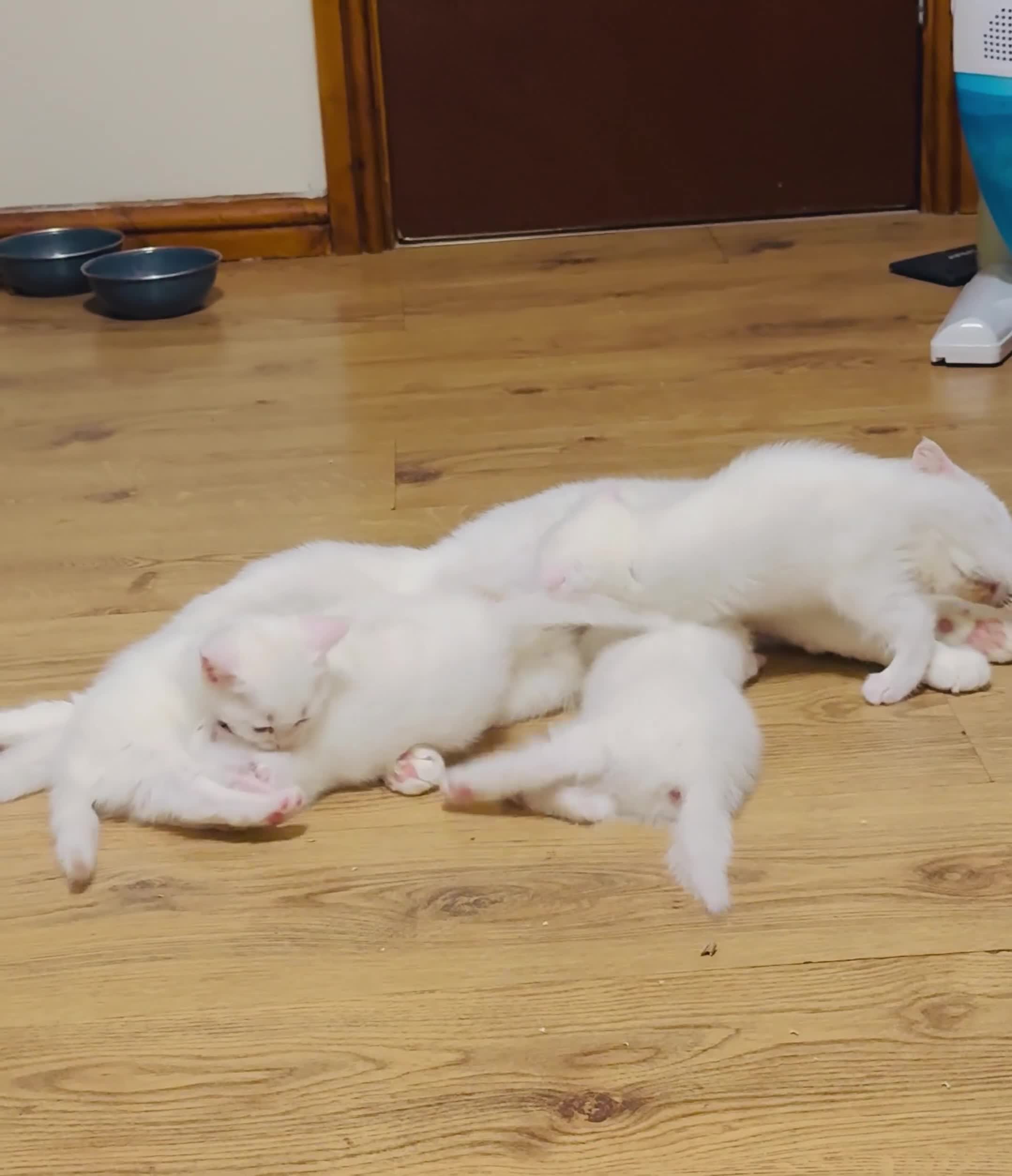 Scottish Fold cats for sale: Scottish Fold & Straight Kittens for Sale - Video 1