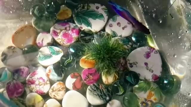 Fancy Goldfish fish for sale: ✨🐬🦪🪼 Stunning Ready-to-Go Aquarium Set  - Video 1