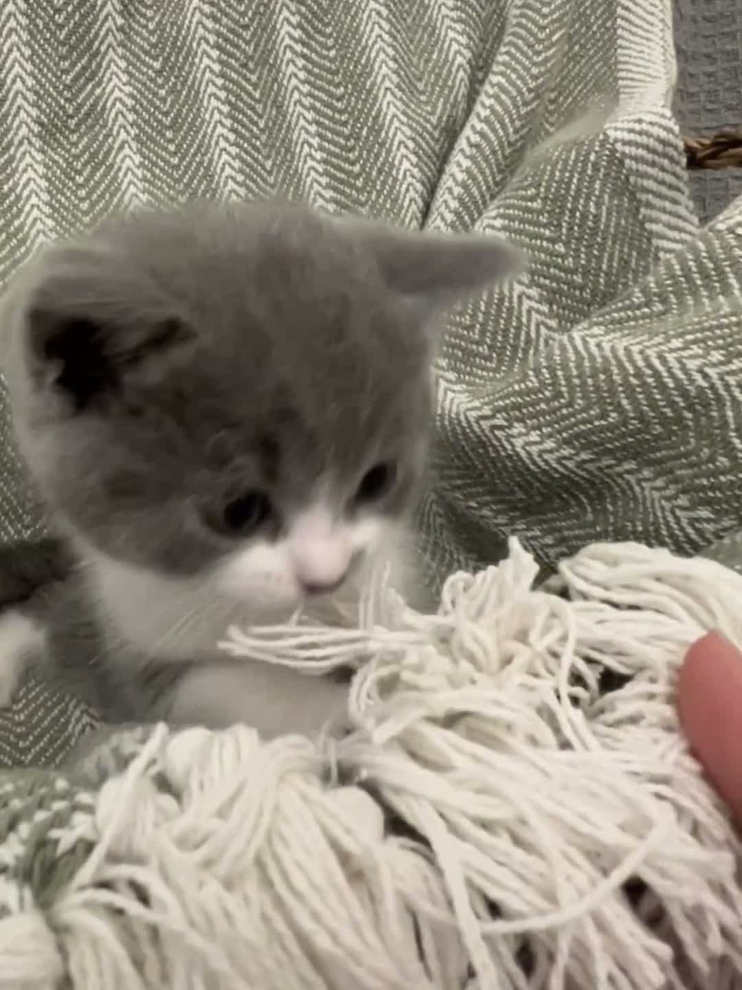 British Shorthair cats for sale: British short hair kittens  - Video 3