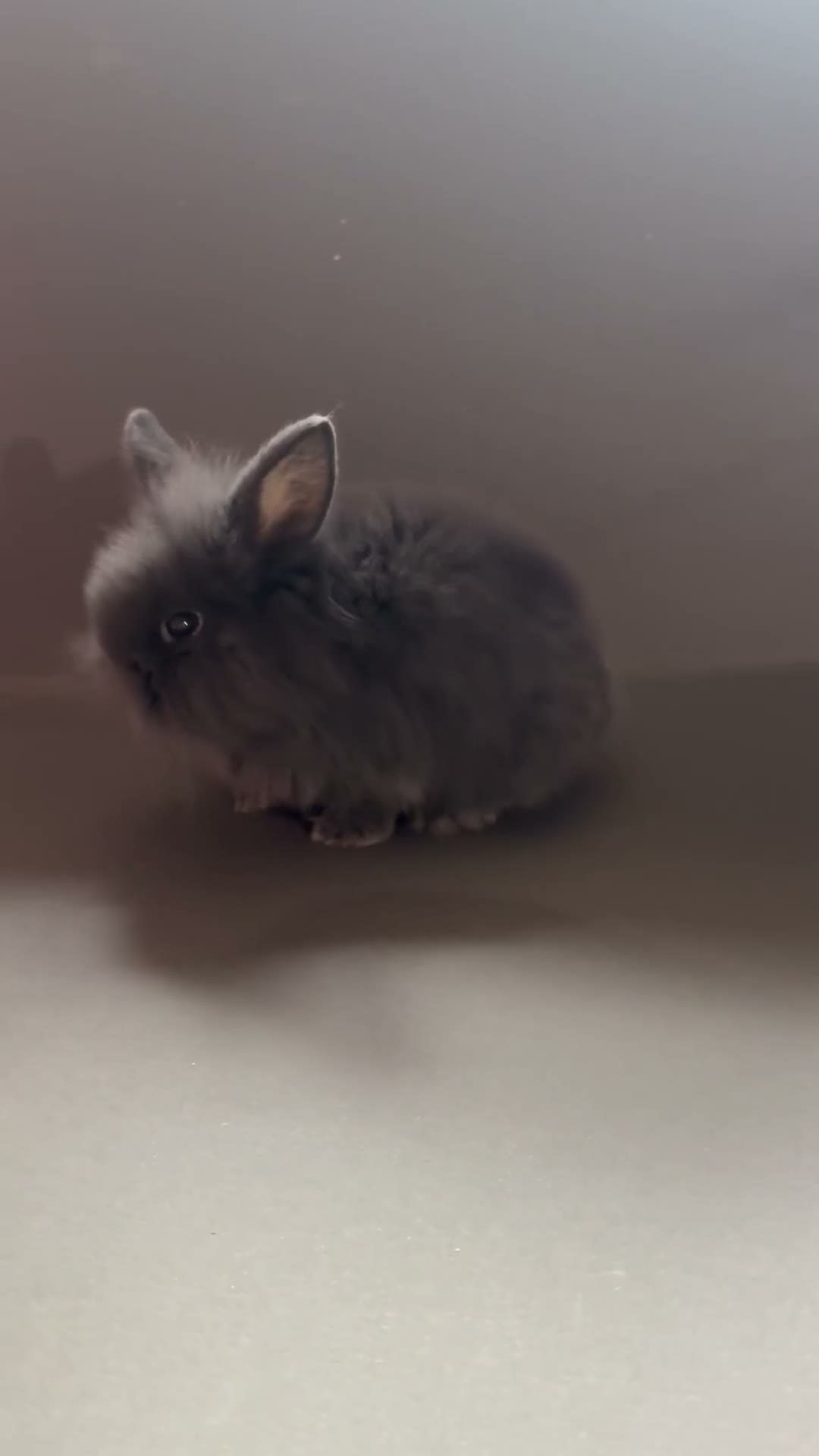 Mini Lion Lop rabbits for sale: looking for forever home!  - Video 2