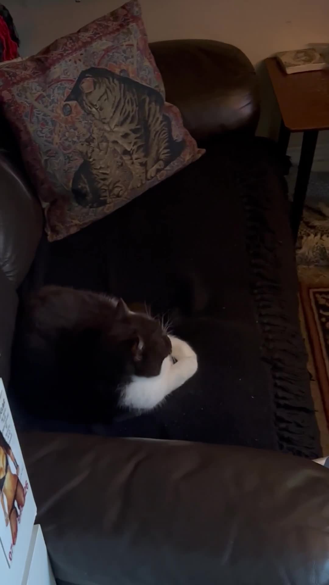 British Shorthair cats for sale: BSH needing rehoming  in Bristol - Video 1