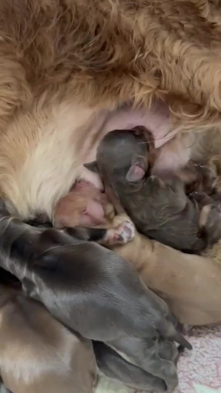 Cocker Spaniel dogs for sale: Outstanding male show cocker spaniel   - Video 2