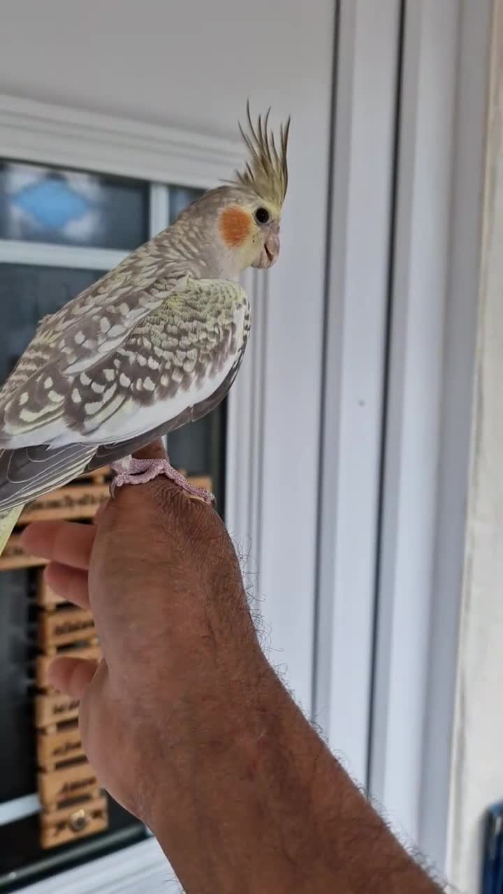 Cockatiels birds for sale: Super Silly hand tamed baby cockatiel - Video 3