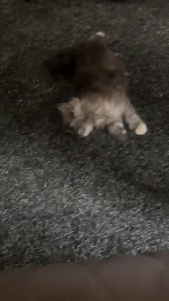 Mixed Breed cats for sale: Himacoons Himalayan x Mainecoon  - Video 1