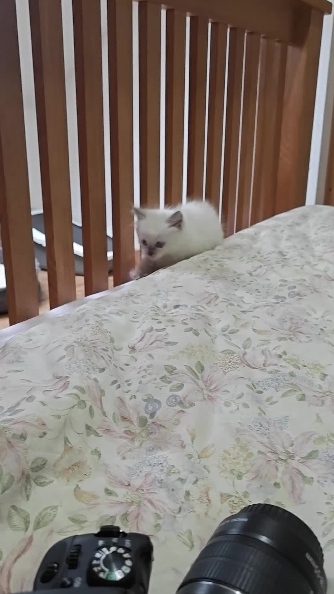 Ragdoll cats for sale: GCCF Ragdoll girls - Video 1