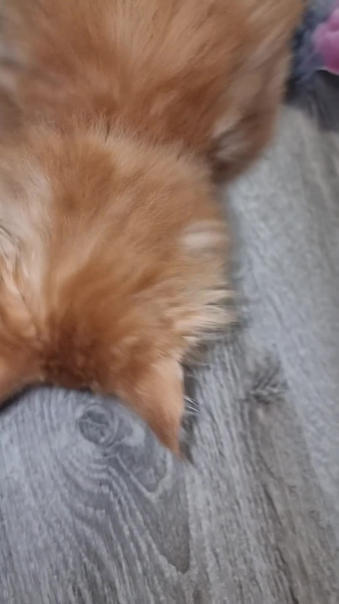 Maine Coon cats for sale: GCCF Registered Pedigree Main Coon Kittens - Video 4