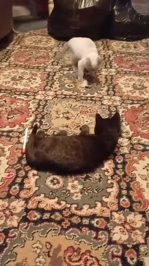 British Shorthair cats for sale: Rare British shorthairs - Video 1