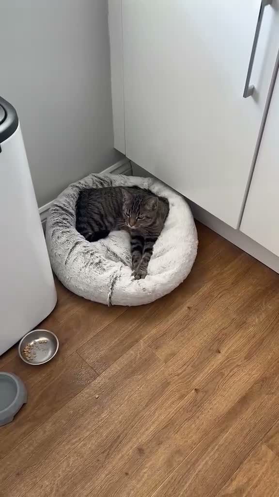 Mixed Breed cats for sale: Beautiful Silver & Black Tabby Cat - Video 3