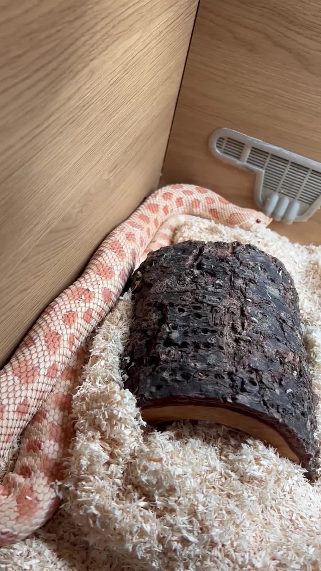 Snake reptiles for sale: 1 Female Albino Western Hognose - Video 2