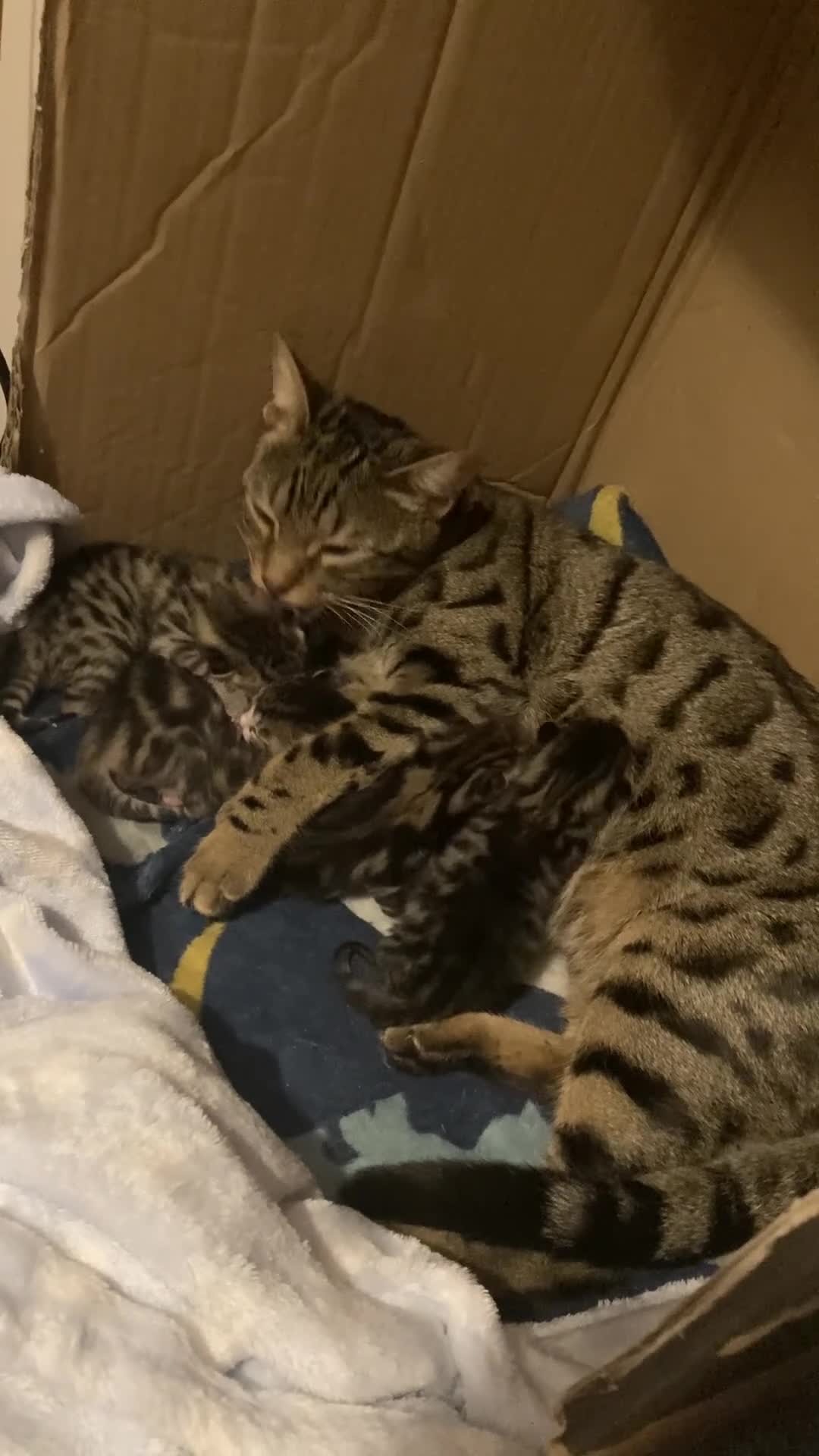 Domestic Shorthair cats for sale: 5 Tabby mother is half Bengal  - Video 1