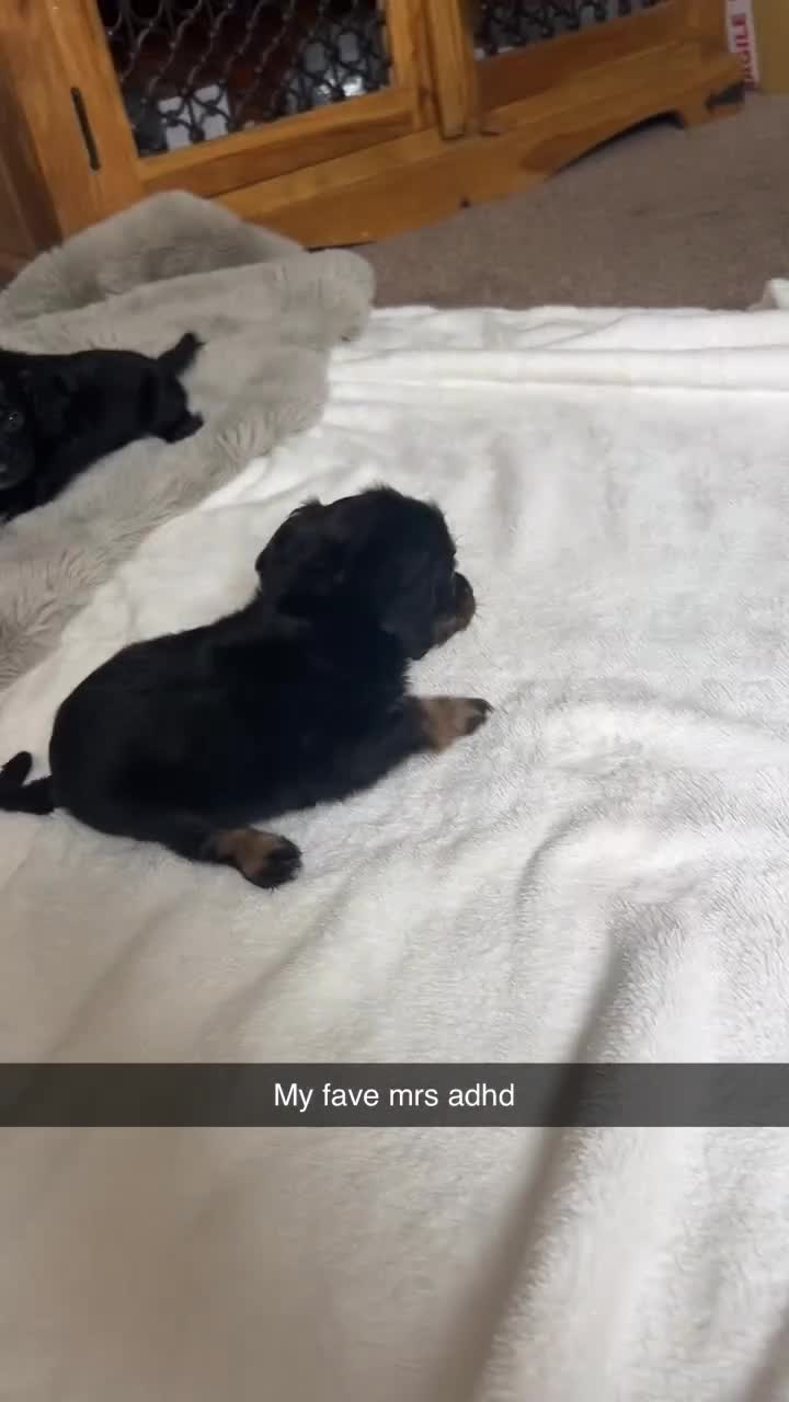 Cockapoo dogs for sale: F1 cockerpoo puppies  - Video 1