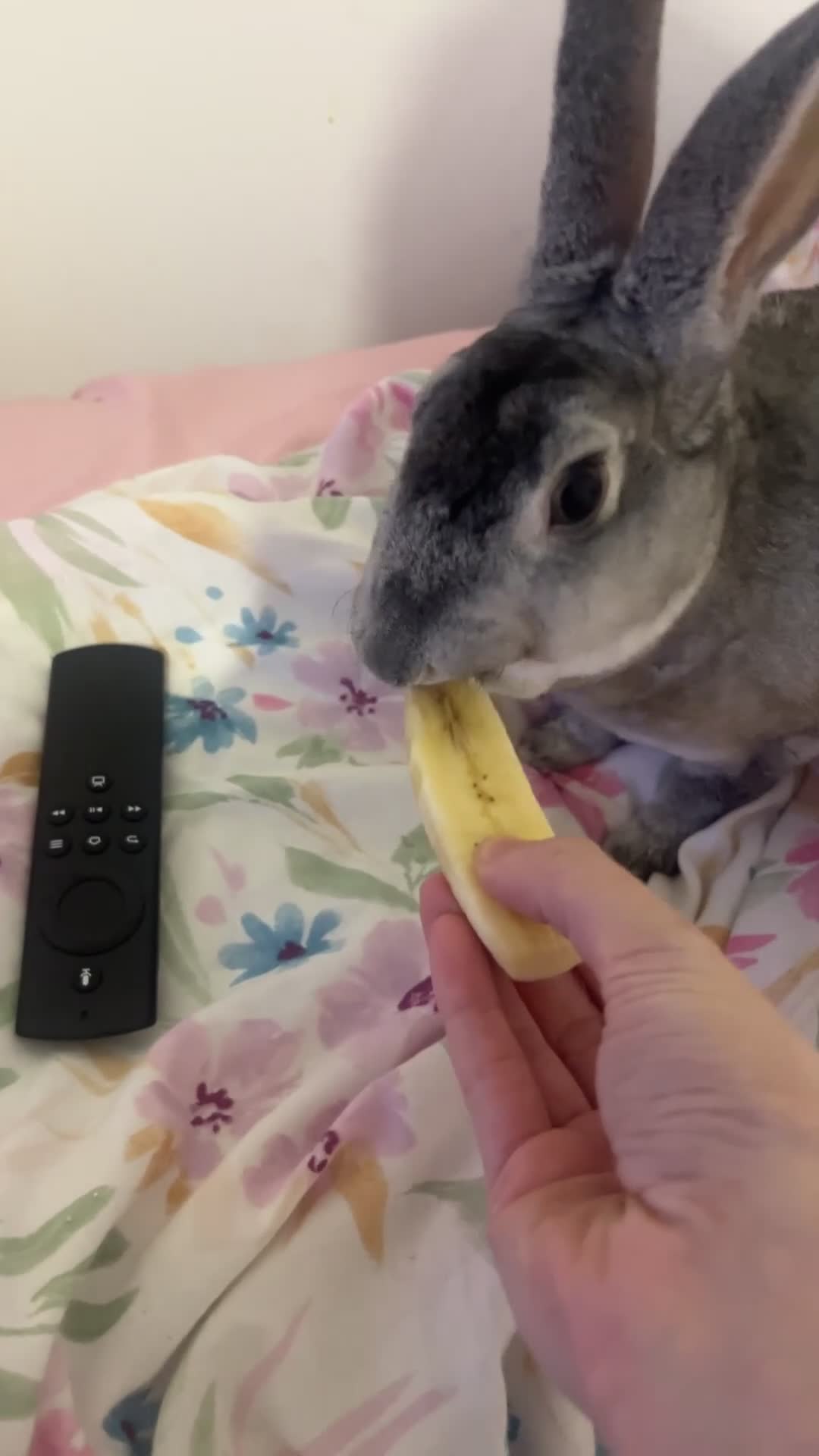 Rex rabbits for sale: Pure bread Rex rabbit  in Norwich - Video 1