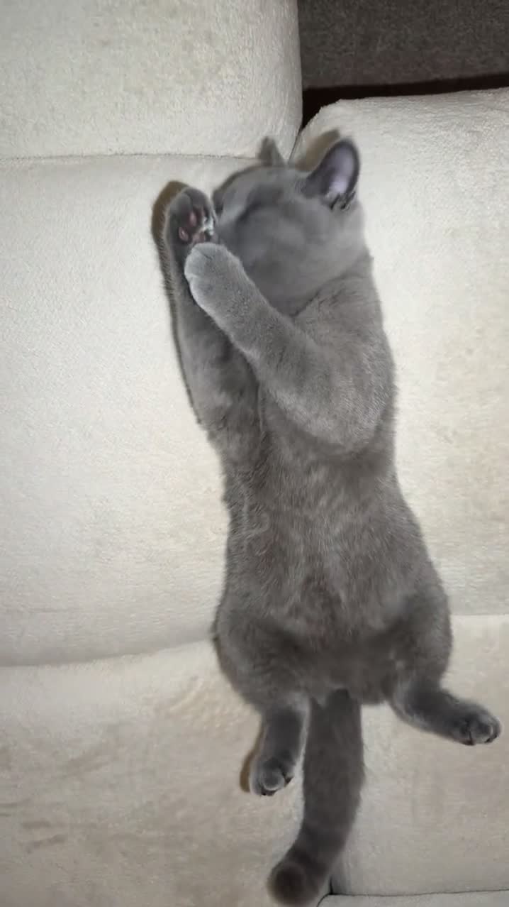 British Shorthair cats for sale: British shorthair kittens, GCCF 😍❤️ - Video 2