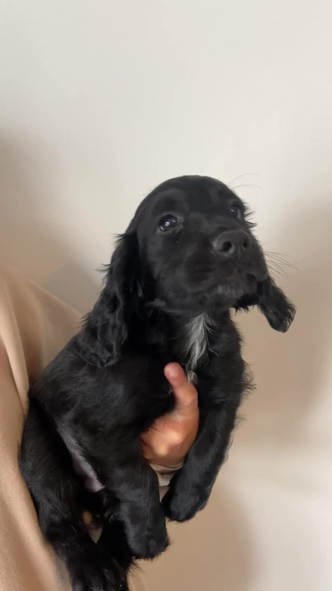 Cocker Spaniel dogs for sale: Working cocker spaniel puppies  - Video 1