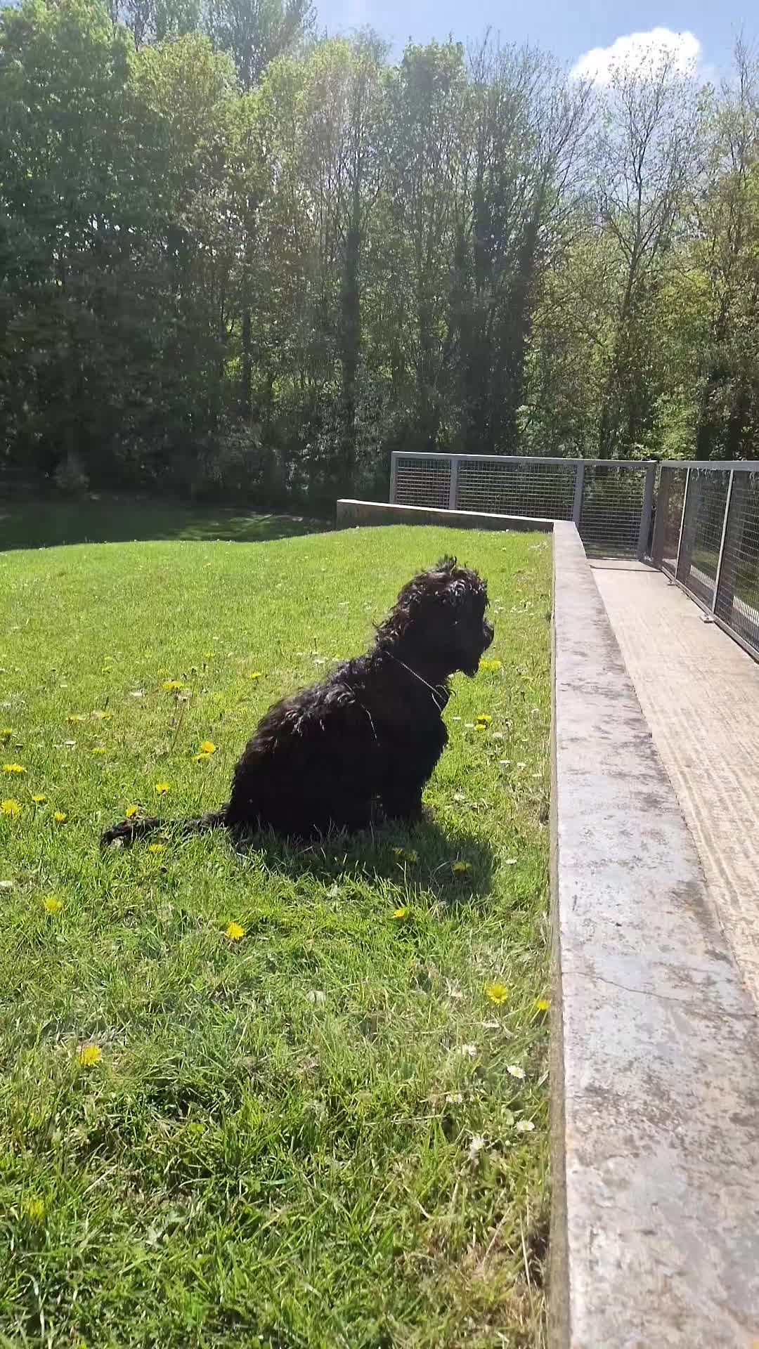 Sprocker dogs for sale: 7 Month Old Sprocker Puppy 🐶  in Runcorn - Video 4