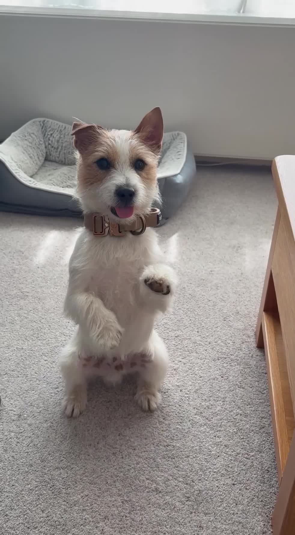 Jack Russell dogs for sale: Benji in Maidstone - Video 2