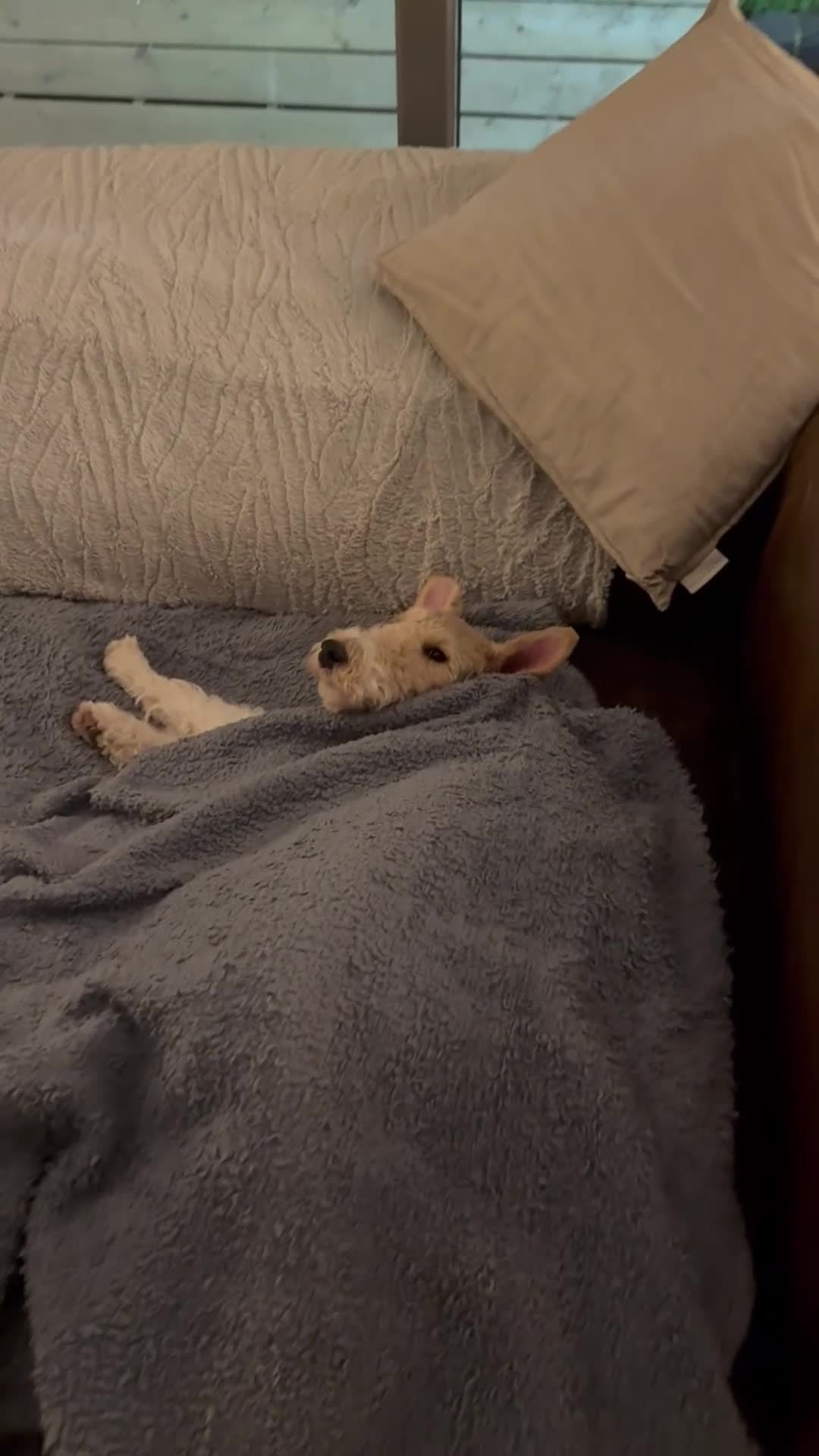 Fox Terrier dogs for sale: Fox Terrier Puppy 9 Months - Loving Home Only - Video 1