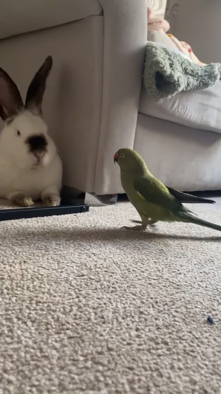 Ringnecks birds for sale: Indian ring neck parrot - Video 1