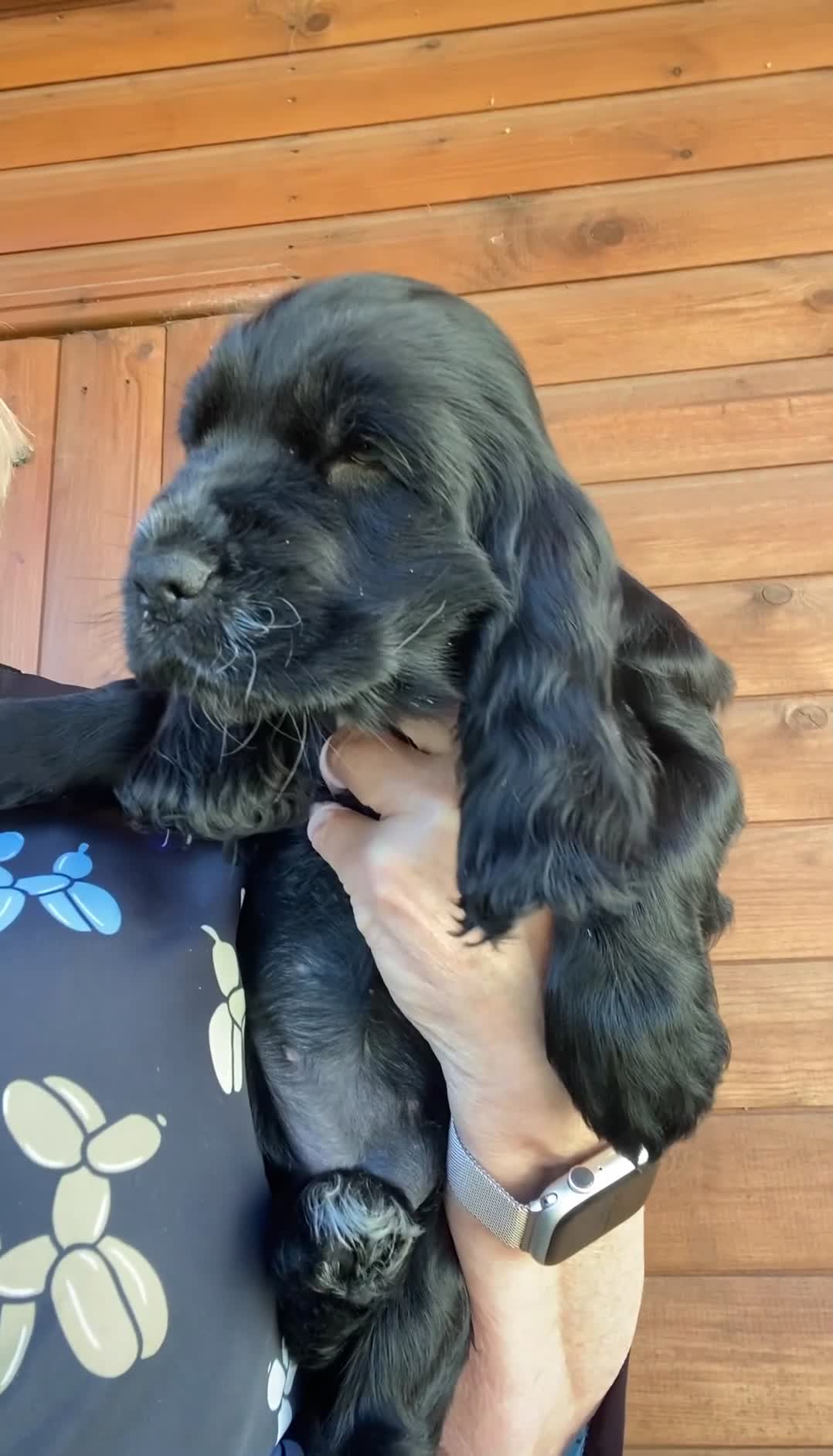 Cocker Spaniel dogs for sale: Pedigree Show Cockers - Video 1