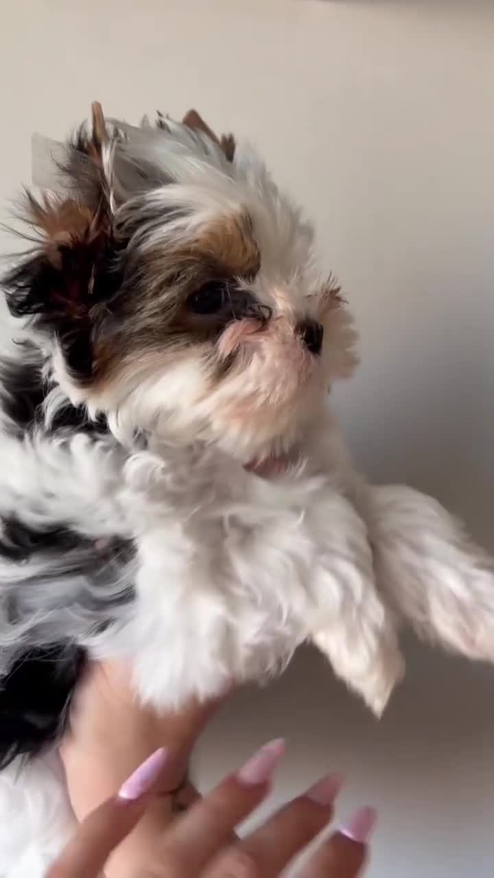 Yorkshire Terrier dogs for sale: 3 Tiny Yorkie Boys – Vaccinated & Ready - Video 1