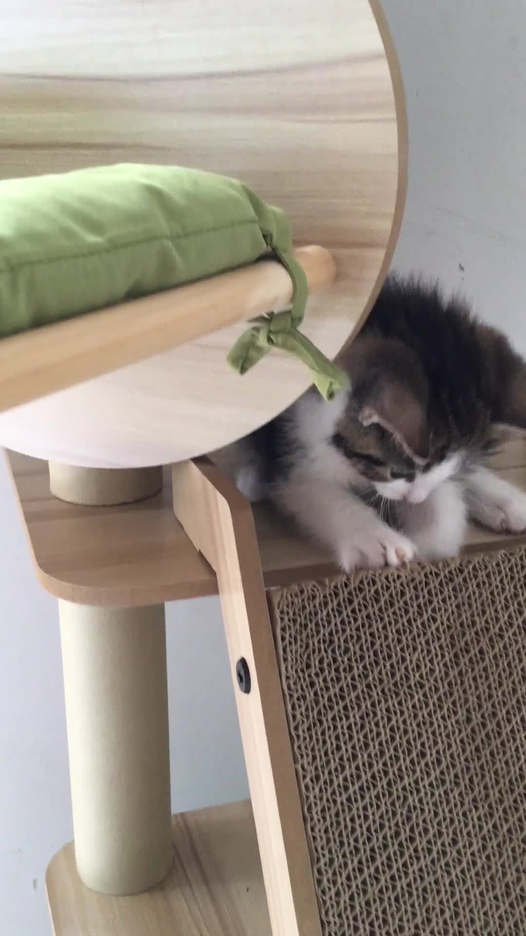 British Shorthair cats for sale: Little Tabby Kitten  - Video 2