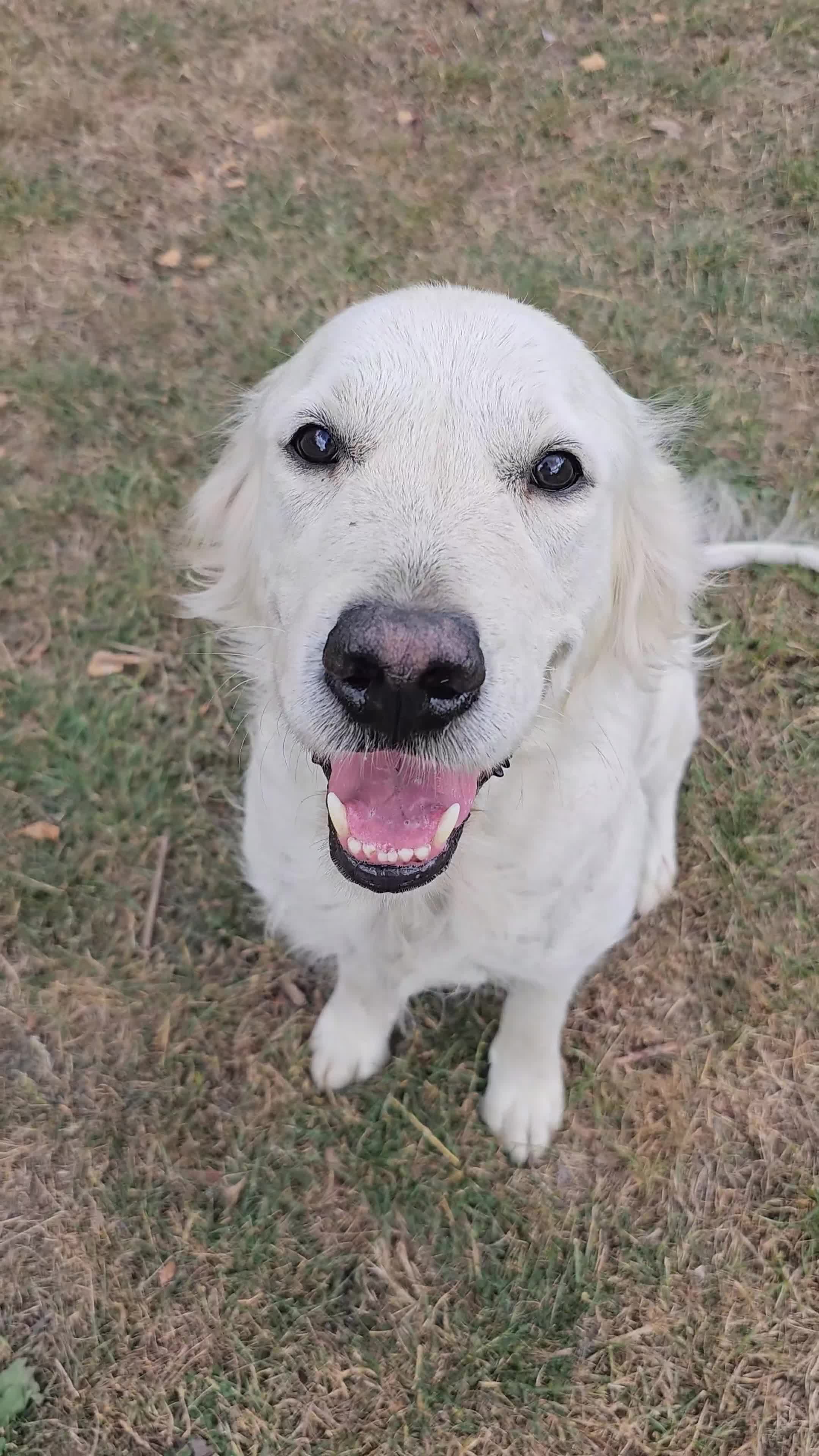 Golden Retriever dogs for sale: Sweet 🧡 Loving Golden Retriever Needs New Home - Video 1