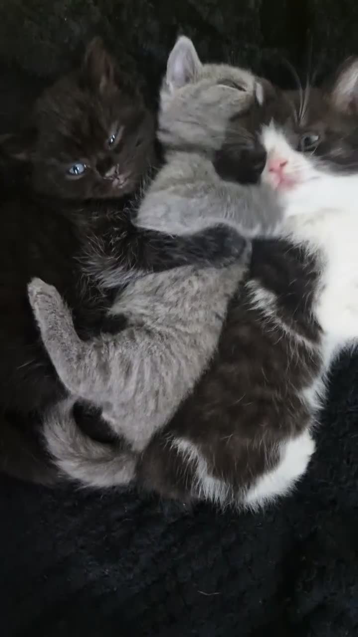 British Shorthair cats for sale: We have 3 bsh cross kittens for sale in Morecambe - Video 1