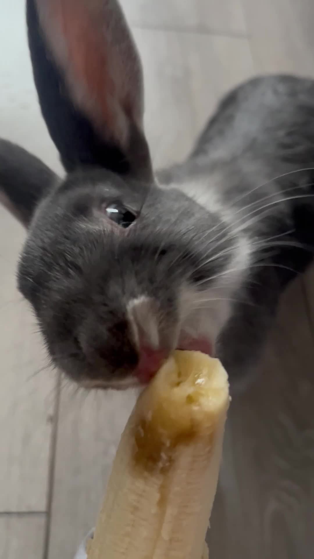 Harlequin rabbits for sale: Two female bunnies - Video 1